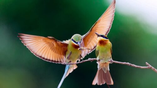 Birds, Couple, Branch, Wings, Flap Desktop Wallpapers Free Download
