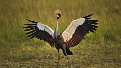 Birds, Cranes, Grass, Feathers, Color Desktop Wallpapers Free Download