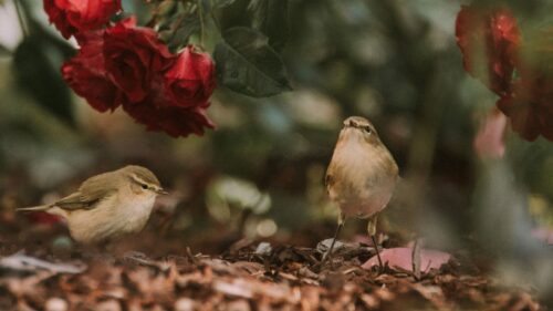 Birds, Flowers, Red Desktop Wallpapers Free Download