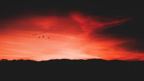 Birds, Night, Sky, Horizon Desktop Wallpapers Free Download