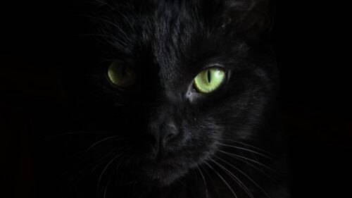 Black, Cat, Muzzle, Look Desktop Wallpapers Free Download