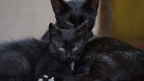 Black Cats, Family, Kitten, Look Desktop Wallpapers Free Download