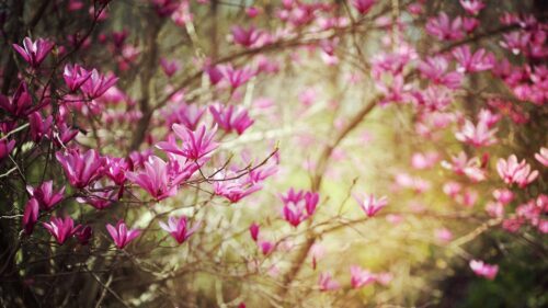 Blossoms, Twigs, Spring, Nature, Shrub Desktop Wallpapers Free Download
