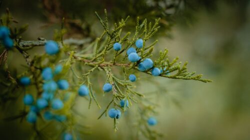 Blueberries, Berries, Branch, Ripe Wallpapers Download