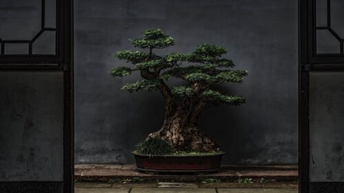 Bonsai, Tree, Plant HD Wallpapers Download