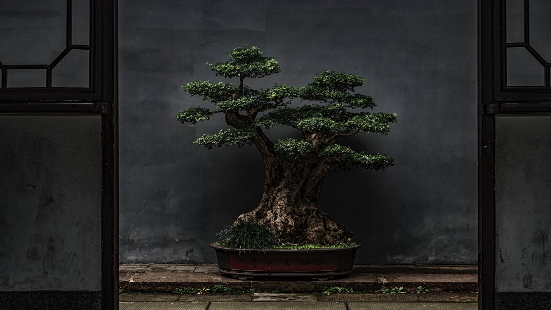 Bonsai, Tree, Plant HD Wallpapers Download - Desktop Wallpapers
