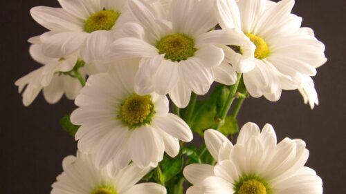 Bouquet, Flowers, Petals, White HD Wallpapers Download