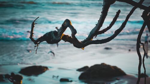 Branch, Beach, Sea HD Wallpapers Download