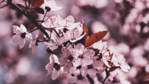 Branch, Bloom, Flowers HD Wallpapers Download