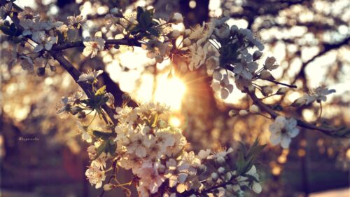 Branch, Flowers, Spring HD Wallpapers Download