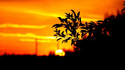Branch, Leaves, Dark HD Wallpapers Download
