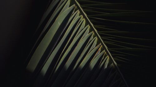 Branch, Leaves, Palm HD Wallpapers Download