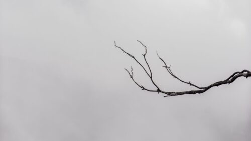 Branch, Minimalism HD Wallpapers Download