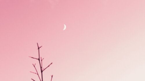 Branch, Moon, Clouds HD Wallpapers Download