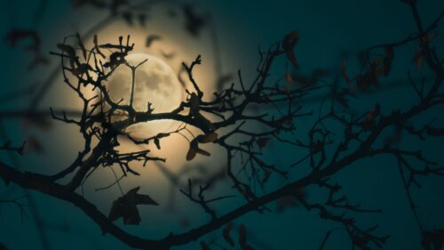 Branch, Moon, Light HD Wallpapers Download