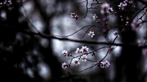 Branches, Bloom, Macro HD Wallpapers Download