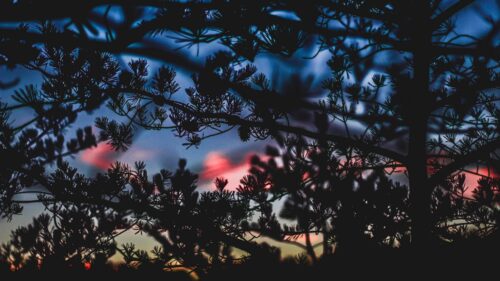 Branches, Bushes, Blur HD Wallpapers Download