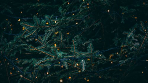 Branches, Garland, Spruce HD Wallpapers Download