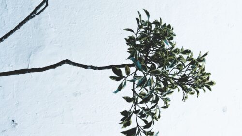 Branches, Leaves, Plant HD Wallpapers Download