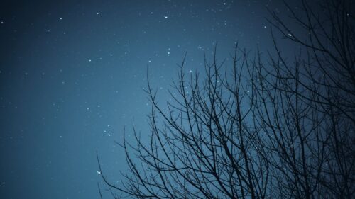 Branches, Starry, Sky, Stars HD Wallpapers Download