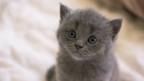 British, Kitten, Face, Eyes HD Wallpapers Download