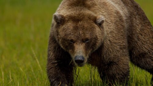 Brown Bear, Bear, Grass HD Wallpapers Download