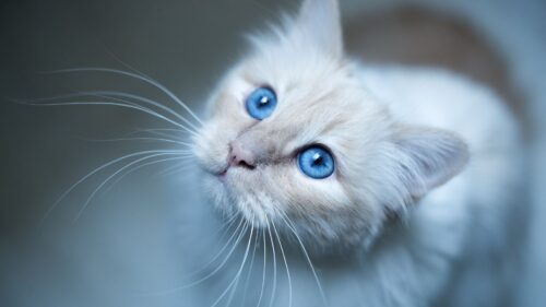 Burmese, Cat, Muzzle, Blue Free Wallpapers