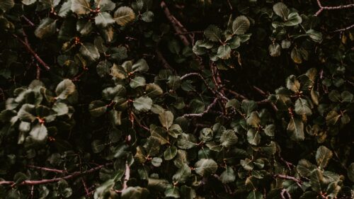 Bush, Green, Plant Free Wallpapers