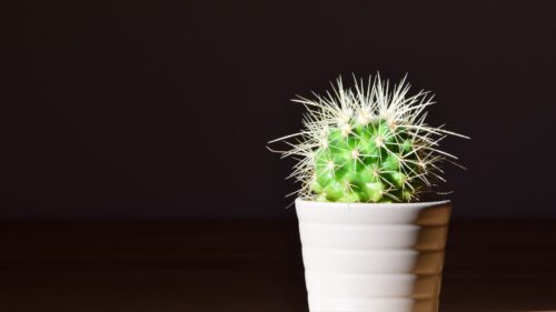 Cactus, Flower, Thorns, Houseplant Free Wallpapers