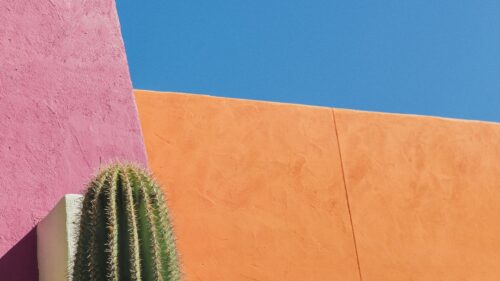 Cactus Flower, Thorns, Wall Free Wallpapers