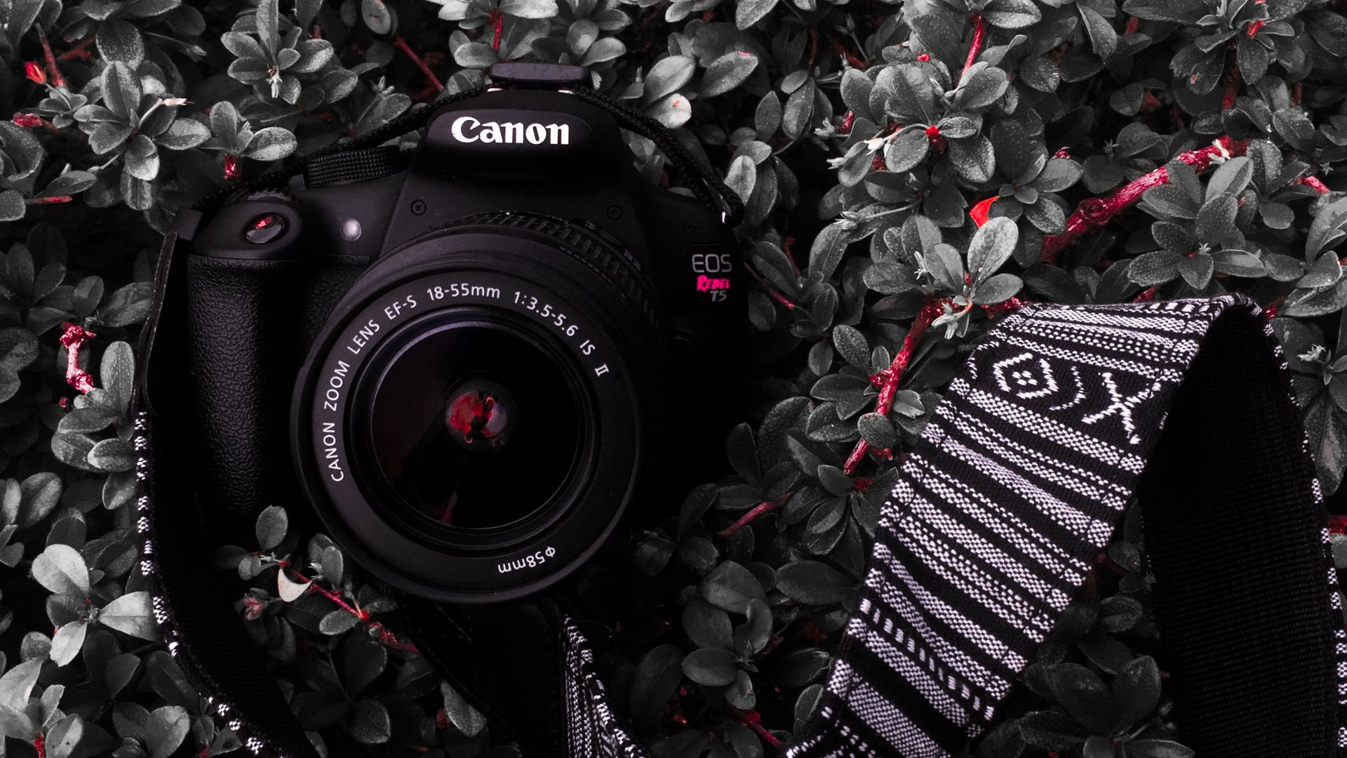 Canon Camera Stock Photos Images and Backgrounds for Free Download