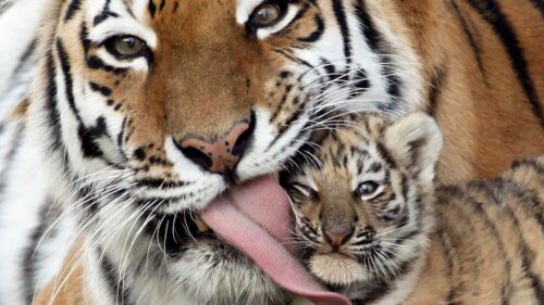 Caring, Kindness Tiger, Tiger, Cub, Tongue Wallpapers Free Download