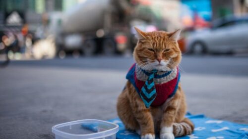 Cat, Beggar, Clothing, Redhead Wallpapers Free Download