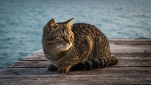 Cat, Berth, Striped, Sitting Wallpapers Free Download