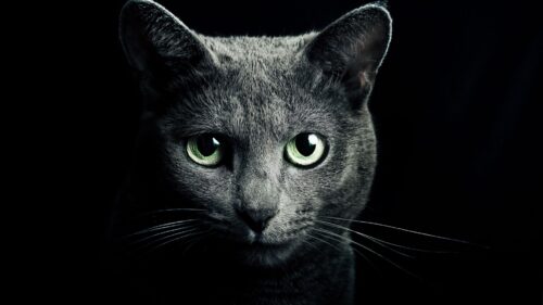 Cat, Black, Breed, Russian, Blue Wallpapers Free Download
