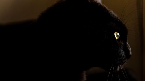 Cat, Black, Glance Wallpapers Free Download (2)