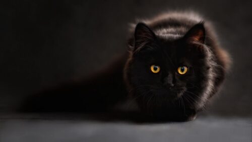 Cat, Black, Maine, Coon Wallpapers Free Download