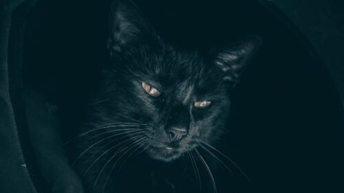 Cat, Black, Muzzle Wallpapers Free Download