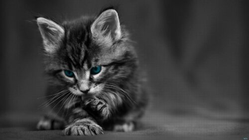 Cat Black, White, Blue Eyes, Baby, Beautiful Wallpapers Free Download