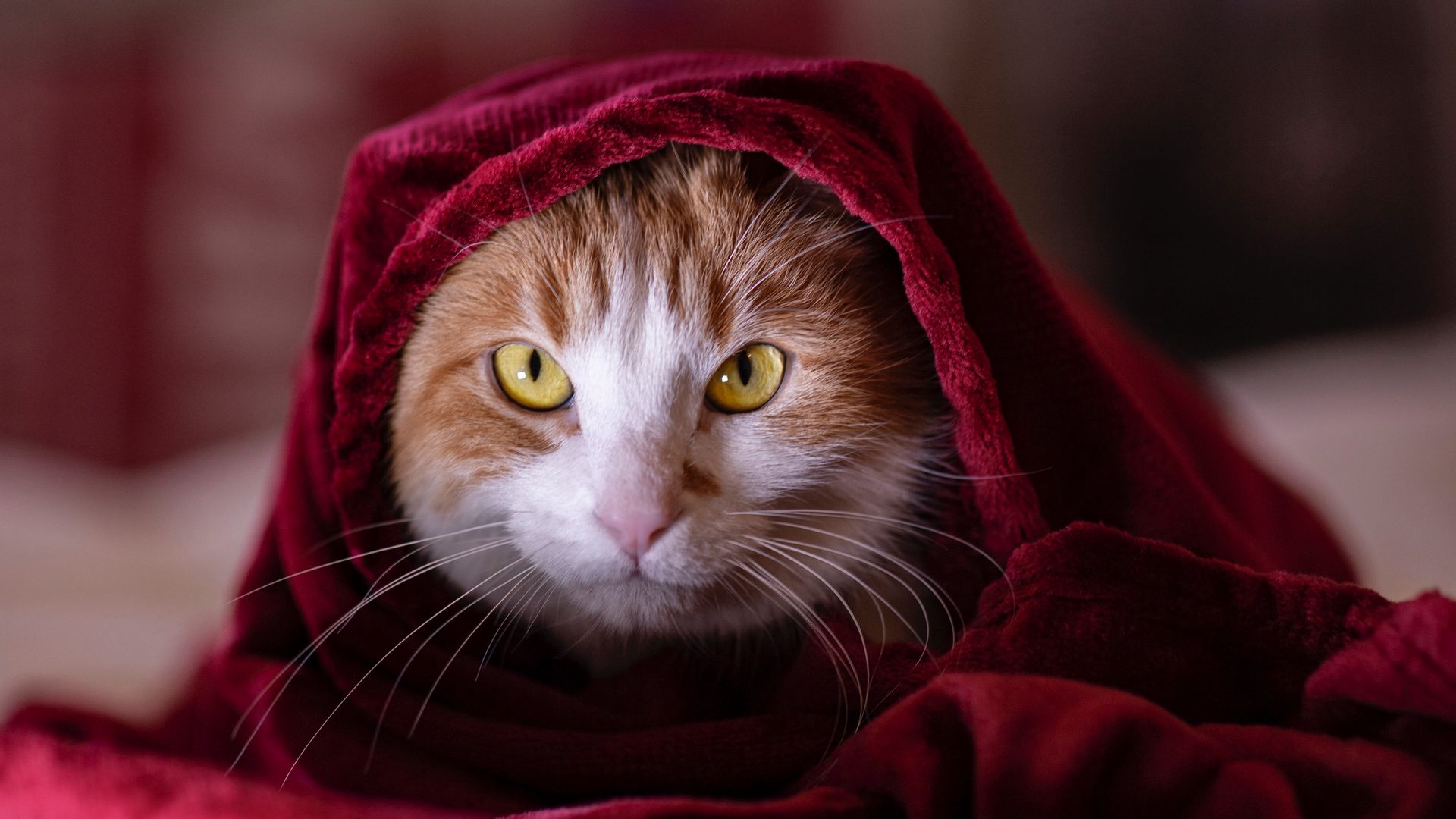 Cat Blanket, Pet Wallpapers Free Download - Desktop Wallpapers
