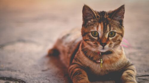 Cat, Collar, Lying, Home, Wallpapers Free Download