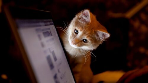 Cat, Computer, Curiosity Wallpapers Free Download