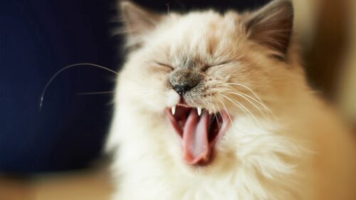 Cat, Cry, Face, Fluffy, Kitten Wallpapers Free Download