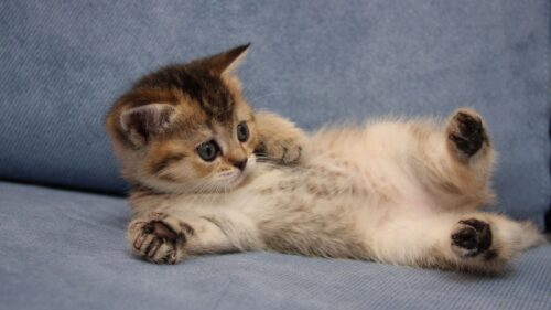 Cat, Cute, Lie Wallpapers Free Download