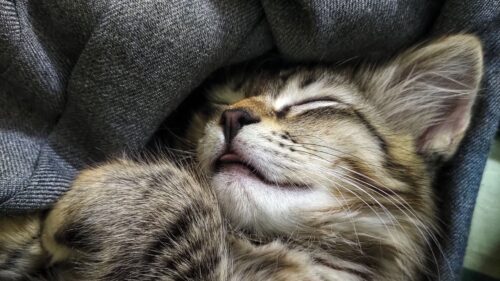 Cat, Cute, Pet Wallpapers Free Download