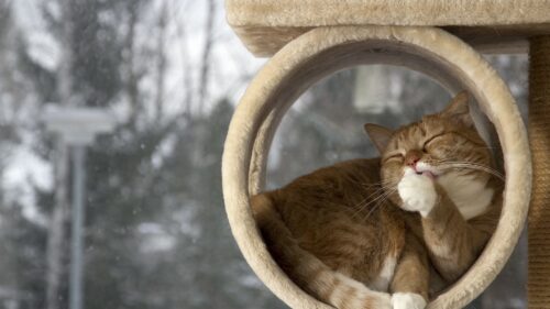 Cat, Down, Licking, Their, Lips, Rest Wallpapers Free Download
