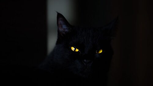 Cat, Eyes, Black Wallpapers Free Download
