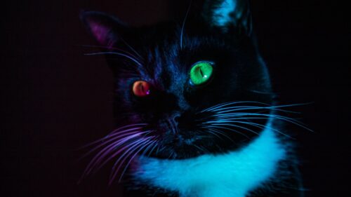 Cat, Eyes, Colorful Wallpapers Free Download