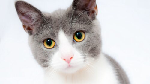 Cat, Face, Beautiful, Spotted Wallpapers Free Download