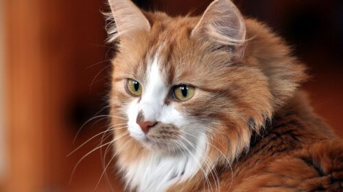 Cat, Face Cat, Cool Cat, Cute Cat Wallpapers Free Download